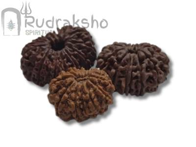 14 Mukhi Rudraksha from Nepal